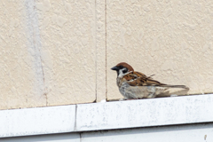 今朝のスズメさん（2020/07/01)