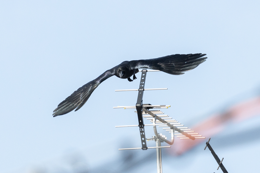 カラスさんも飛んでます