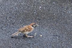 今朝のスズメさん（2020/07/04)