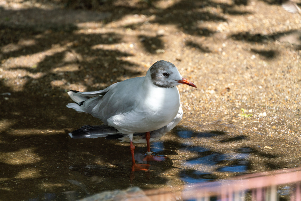 京都市動物園の鳥さん２