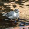 京都市動物園の鳥さん２