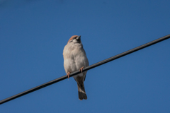 今朝のスズメさん（2021/1/4）