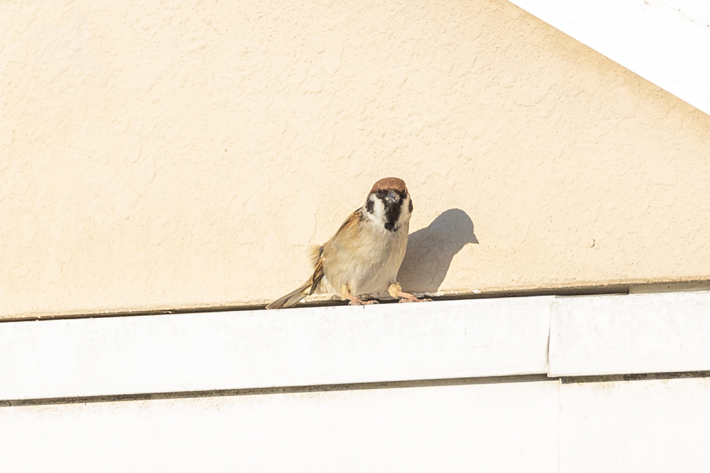 あんた、また撮ってんの？