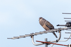 鳴いてる