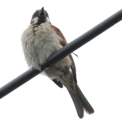 今朝のスズメさん（2020/07/26)