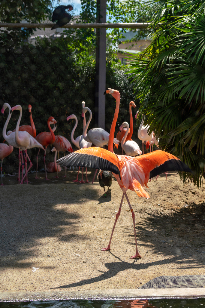 京都市動物園の鳥さん１２