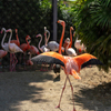 京都市動物園の鳥さん１２