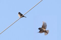 今朝のスズメさん（2020/02/10)