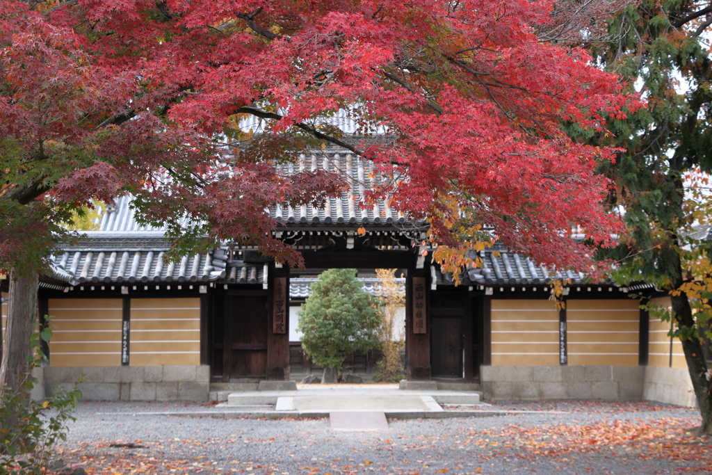 本願寺西山別院の秋
