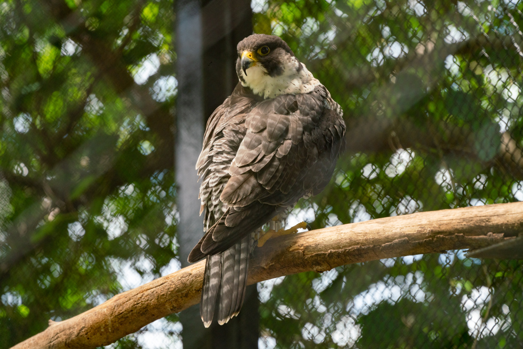 京都市動物園の鳥さん７