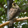 京都市動物園の鳥さん７