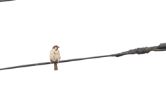 今朝のスズメさん（2020/08/03)