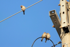 今朝のスズメさん（2020/02/17)