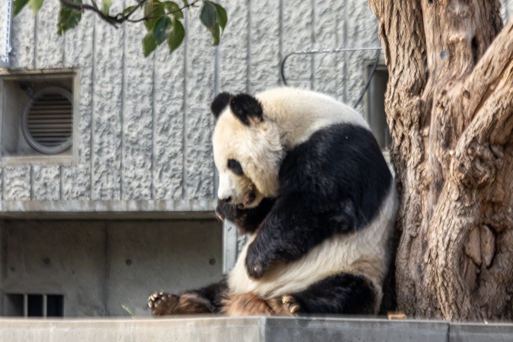 子動物園（パンダ編）７