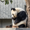 子動物園（パンダ編）７