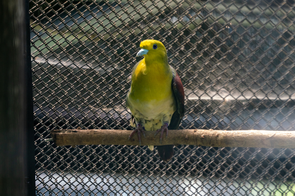京都市動物園の鳥さん５