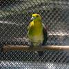 京都市動物園の鳥さん５