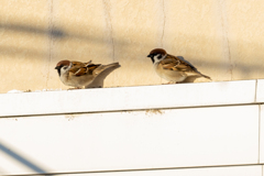 今朝のスズメさん（2021/1/21）