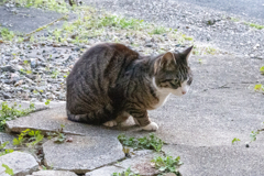 今日はボス猫さんいないよ