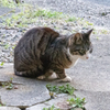 今日はボス猫さんいないよ