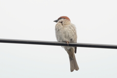 今朝のスズメさん（2020/06/18)