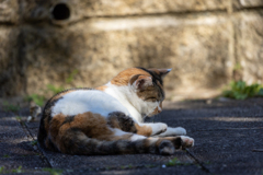 沖縄シリーズ７・希望ヶ丘公園の猫さん達１２