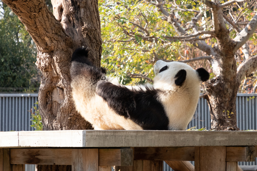 王子動物園（パンダ編）２