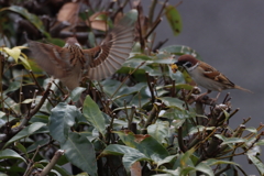 チュン♪チュン♪