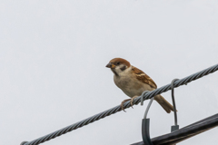 今朝のスズメさん（2020/06/01)