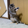 楽し！