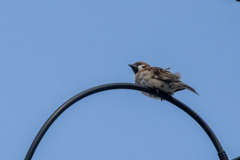 今朝のスズメさん（2020/07/20)