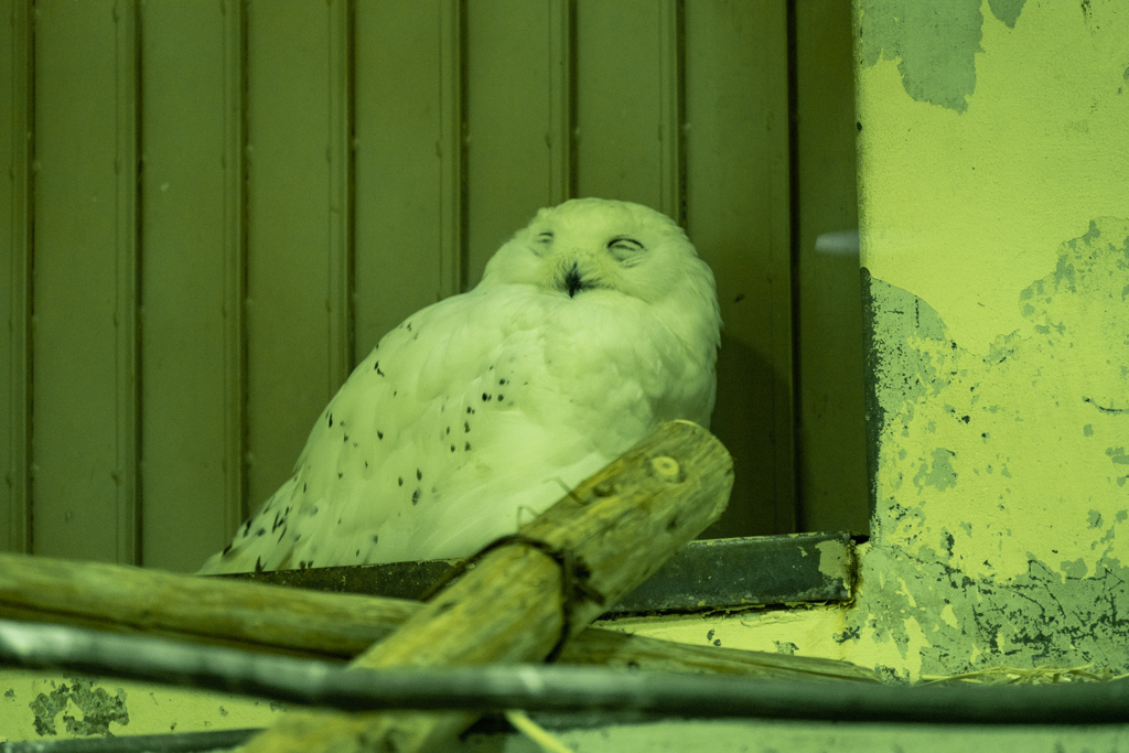 京都市動物園の鳥さん８