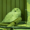 京都市動物園の鳥さん８