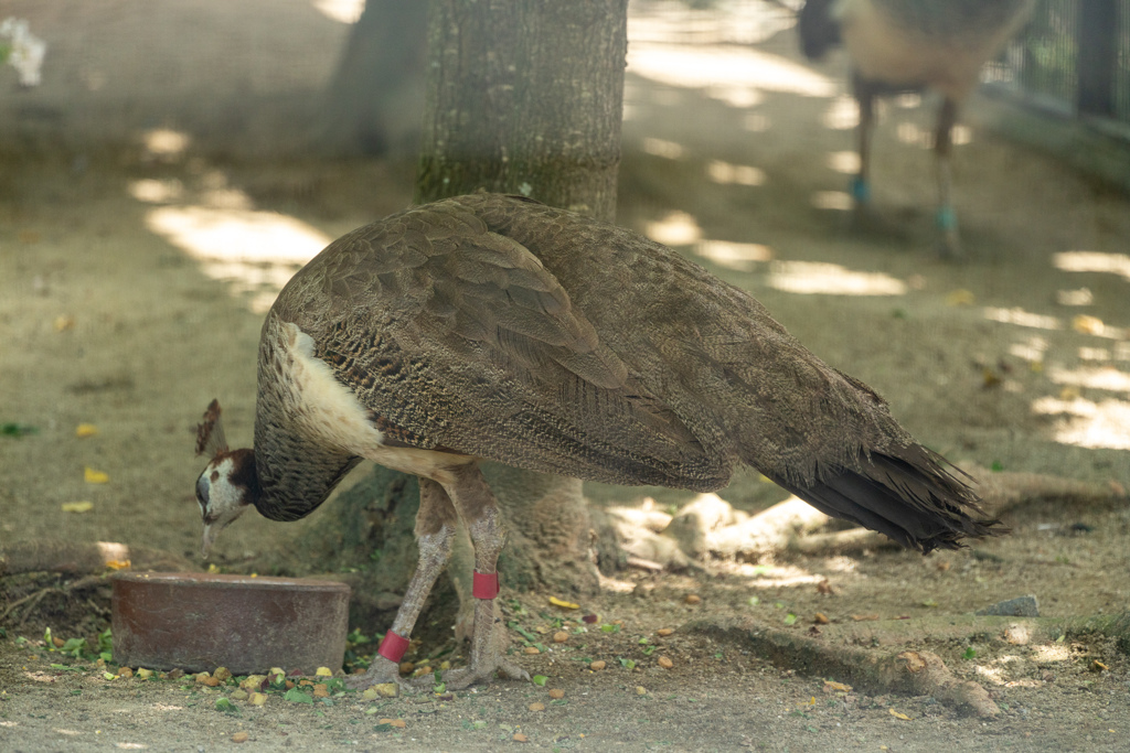 京都市動物園の鳥さん１０