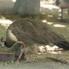 京都市動物園の鳥さん１０