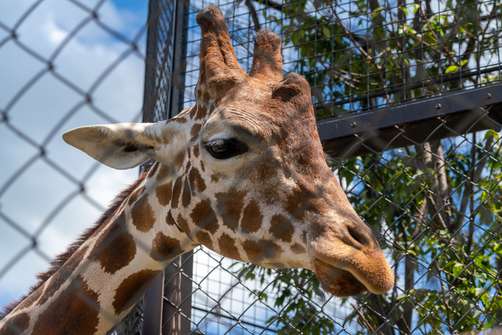 京都市動物園３