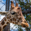 京都市動物園３
