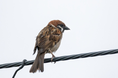 今朝のスズメさん（2020/07/25)