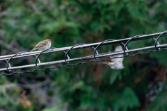 今朝のスズメさん（2021/1/2）
