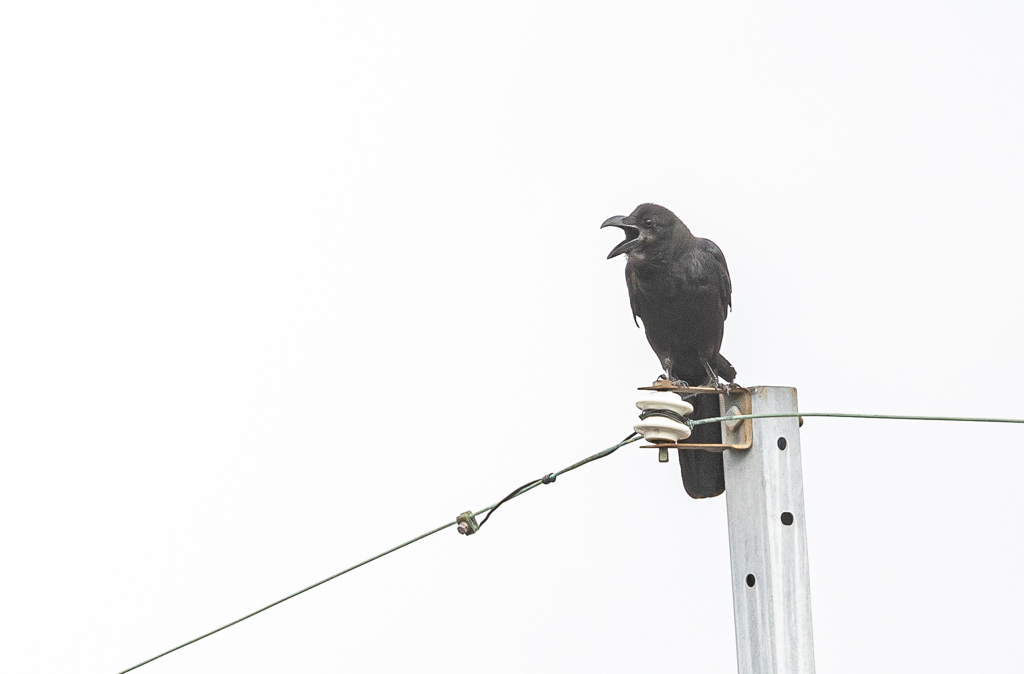 迫力の鳴き声