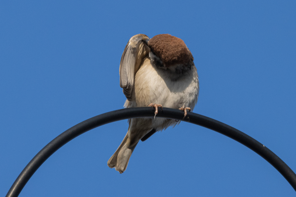 今朝のスズメさん（2020/03/24)