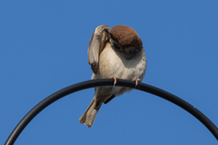 今朝のスズメさん（2020/03/24)