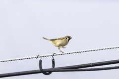 今朝のスズメさん（2021/3/15）