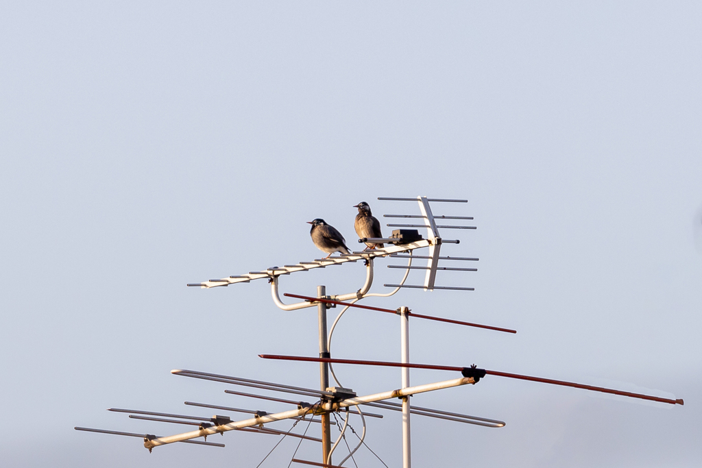 イブのカップル