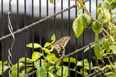 てふてふ