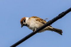 今朝のスズメさん（2020/04/23)