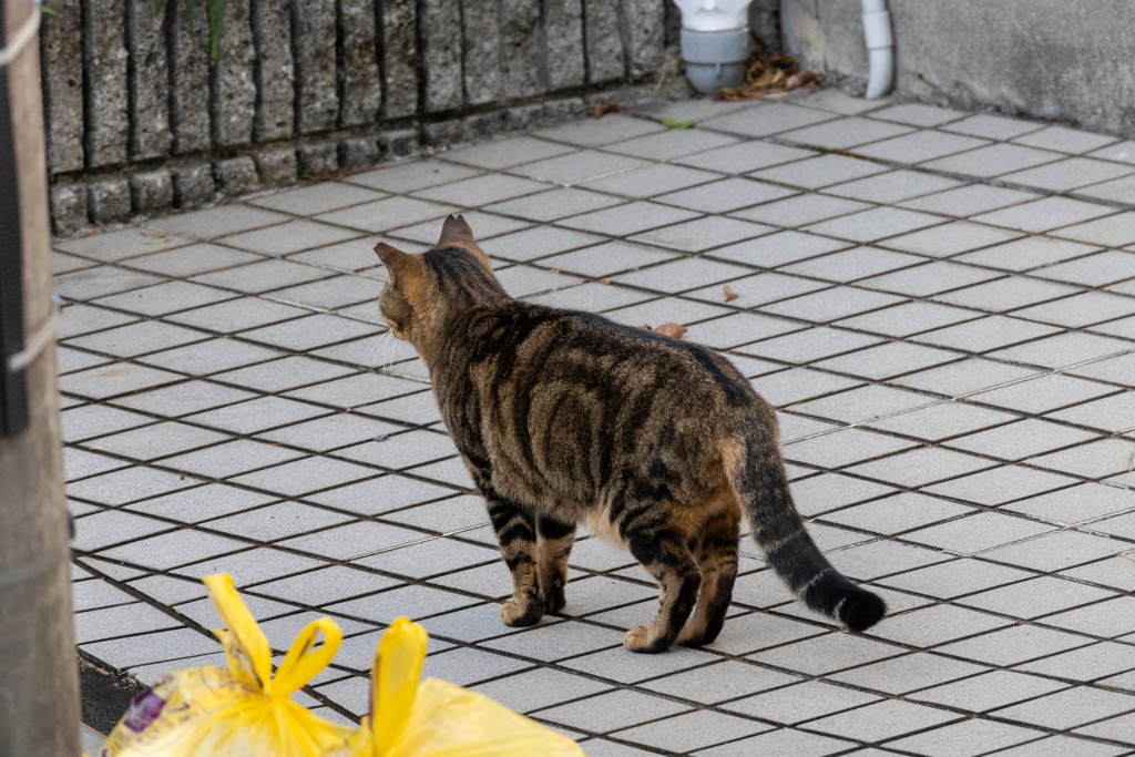 風格が出てきたね～