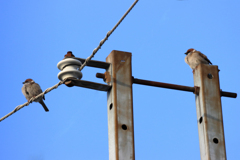 今朝のスズメさん（2020/02/21)