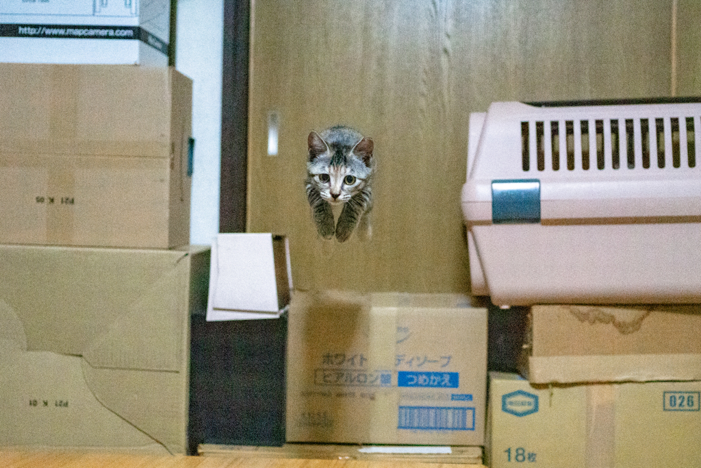 跳び猫