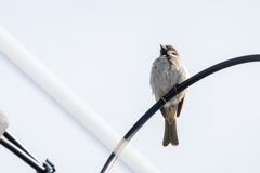 今朝のスズメさん（2020/06/17)